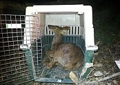고라니구제